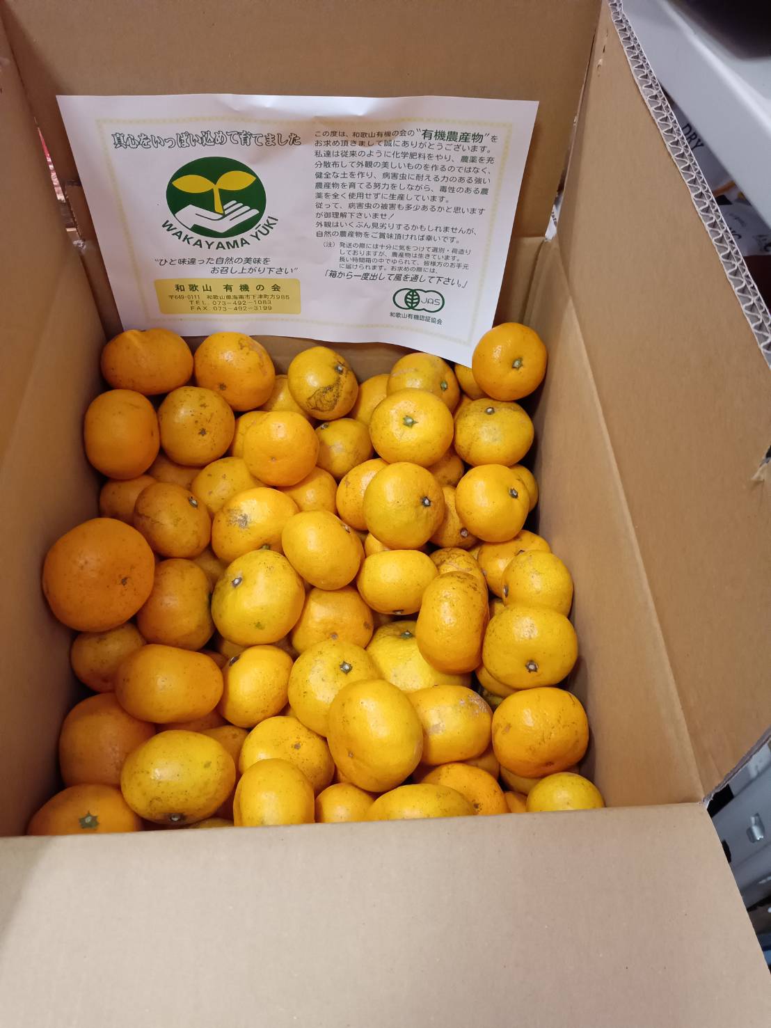 有機みかん10kg（大きさいろいろみかん）